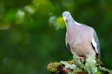 Portrait of a wood pigeon perching on a tree branch