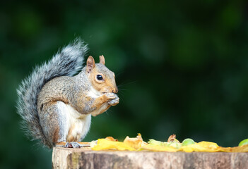 Portrait of a grey squirrel eating nuts on a tree stump in autumn