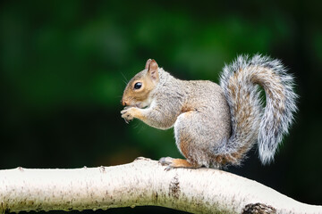 Portrait of a grey squirrel eating on a birch tree branch