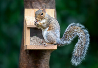 Portrait of a grey squirrel eating nut on a squirrel feeder