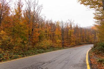 Asphalt road in the autumn forest.