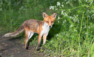 Portrait of a cute red fox cub standing in a forest