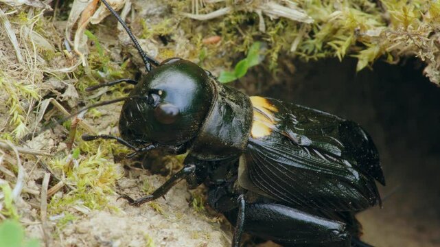 Field cricket (Gryllus campestris) sound, insect stridulating at the burrow