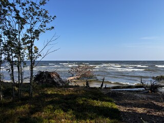 tree on the beach