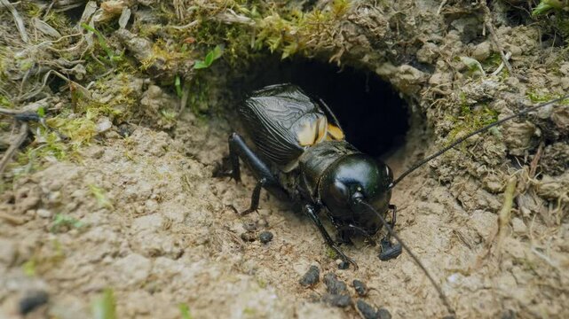 Field cricket (Gryllus campestris) sound, insect stridulating at the burrow