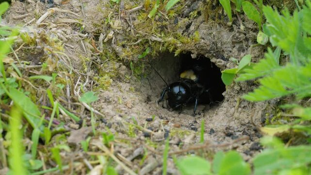Field cricket (Gryllus campestris) sound, insect stridulating at the burrow