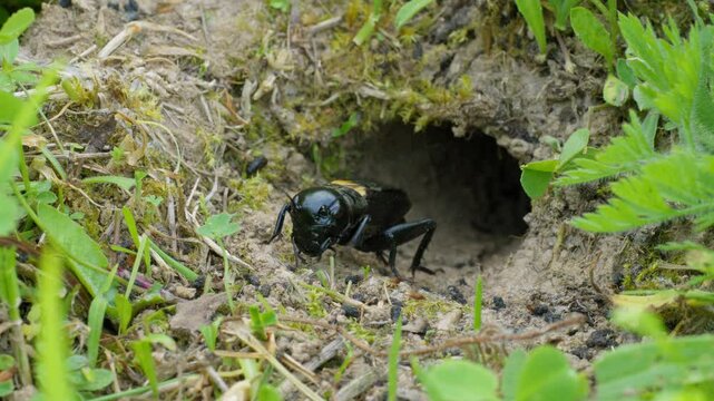Field cricket (Gryllus campestris) sound, insect stridulating at the burrow