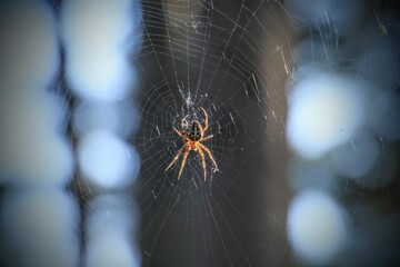 spider on the web