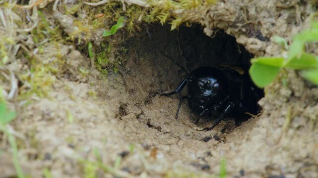 Field cricket (Gryllus campestris) sound, insect stridulating at the burrow