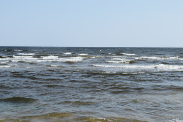seagulls on the beach