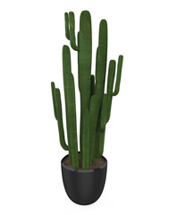Cactus Plants Isolated