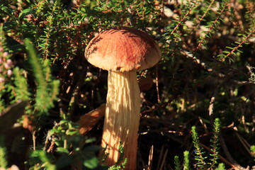 mushrooms in the forest