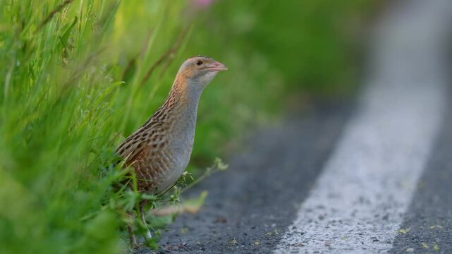 Corncrake (Crex crex) mating call, bird calling on the road