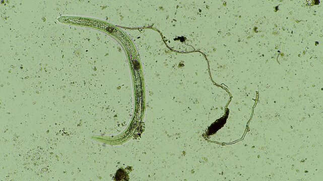 soil microorganisms under the microscope. farmer collecting soil samples in a test tube in a field. Agronomist checking soil carbon and plant health on a farm