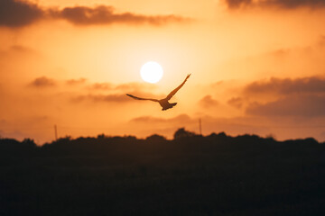 A crow flying towards a beautiful orange sunset on a cloudy summer day