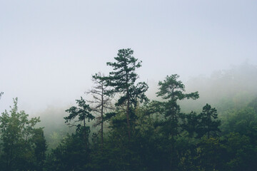 A misty, foggy morning as clouds roll over the hills of North Carolina's Blue Ridge Mountains National Park
