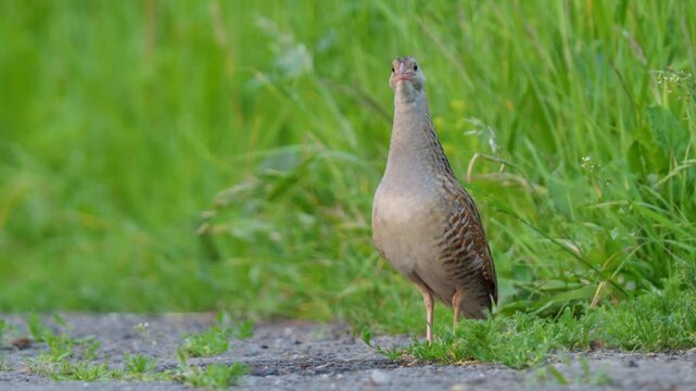 Corncrake (Crex crex) mating call, bird calling in the meadow