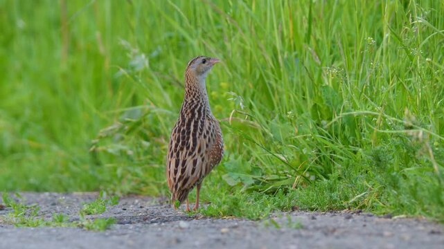 Corncrake (Crex crex) mating call, bird calling in the meadow