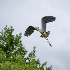 Heron in flight
