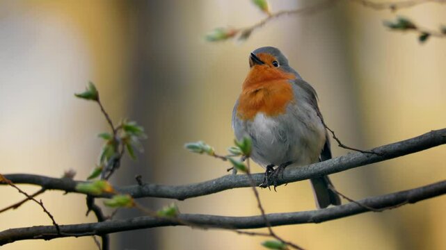 European robin (Erithacus rubecula) song, bird singing in spring forest
