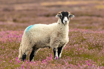 Fototapeta premium Swaledale ewe stood facing front in blooming pink heather, Yorkshire Dales, UK. Swaledale sheep are a breed native to the area in North Yorkshire. Horizontal, copy space.