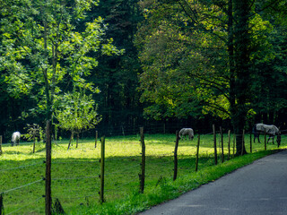 Pferde auf der Weide