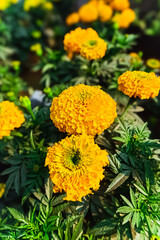Vibrant yellow marigold flowers in full bloom for gardening and nature themes