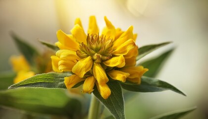 yellow flower in bloom naturalistic picture of a phlomis fruticosa blossom