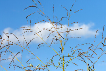 White sweetclover (Melilotus albus) plant at the edge of a farming land in Mediterranean natuture in autumn