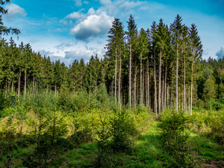 Wiederaufforstung nach Abholzung im Mischwald