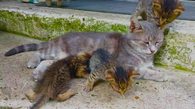Mom (mother) cat and baby cat (kitten)