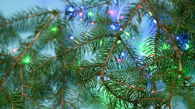 Christmas decoration with fir branches