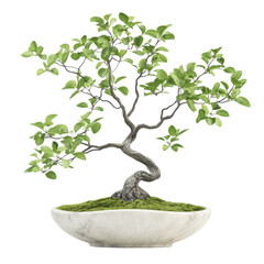 A beautifully crafted bonsai tree in a minimalist pot, showcasing delicate green leaves and intricate branching.