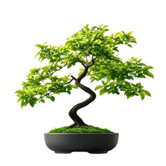 A beautifully designed bonsai tree in a sleek pot, showcasing intricate branches and vibrant green leaves. Perfect for nature lovers.