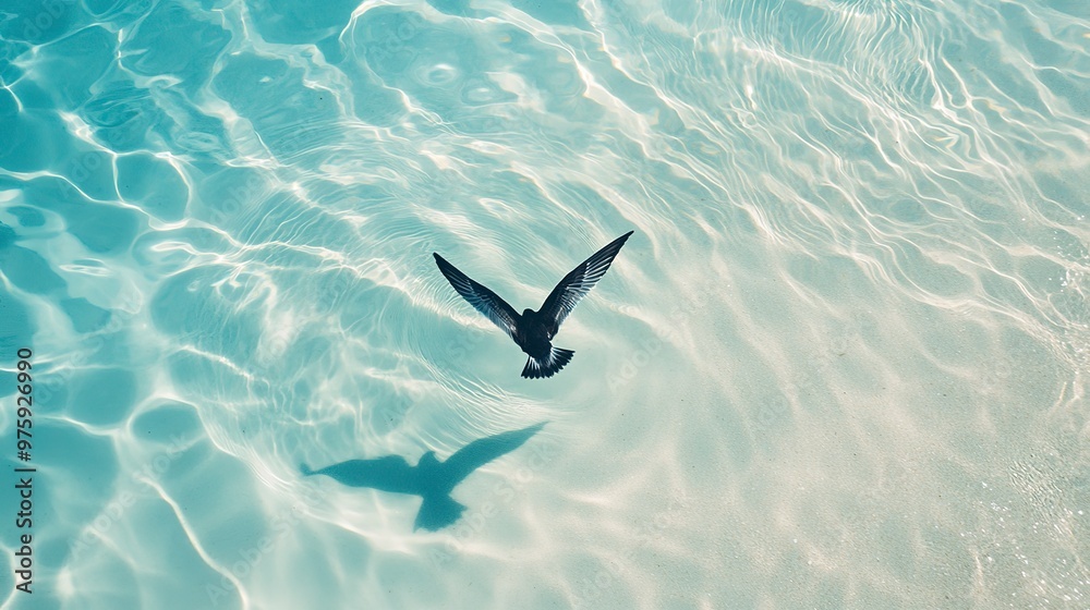 Poster A bird flies over crystal clear turquoise water, casting a shadow on the sandy bottom.