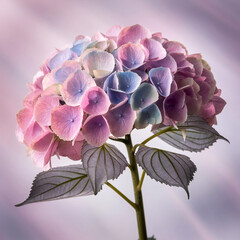 Hydrangea Stem with Delicate Petals