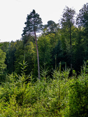 Wiederaufforstung nach Abholzung im Mischwald