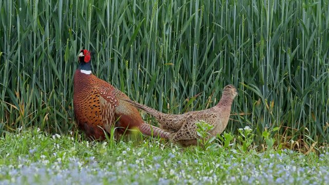 Common pheasant (Phasianus colchicus) couple in the field