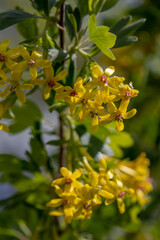 Yellow flowers - currant blossoms