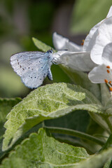 Apple tree flowers close up
