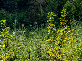 Wiederaufforstung nach Abholzung im Mischwald