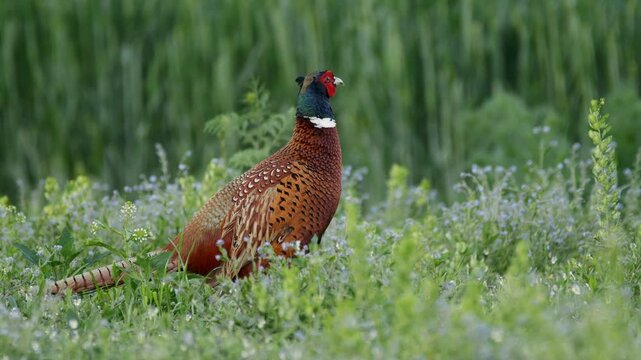 Common pheasant (Phasianus colchicus) call, bird display and crowing