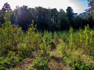 Wiederaufforstung nach Abholzung im Mischwald