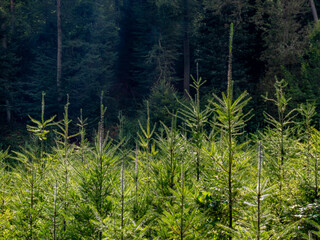 Wiederaufforstung nach Abholzung im Mischwald