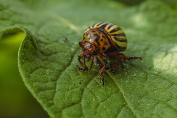 Colorado Potato Beetle on a Green Leaf