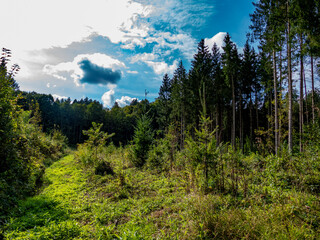 Wiederaufforstung nach Abholzung im Mischwald