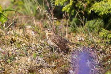 Meadow pipit on the ground