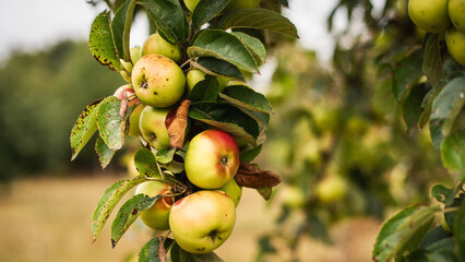 Close up, crop. An apple branch with a rich harvest of apples in an autumn garden.
