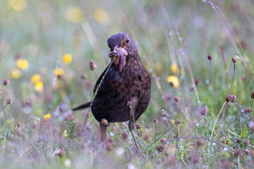 Common blackbird with worms in its beak