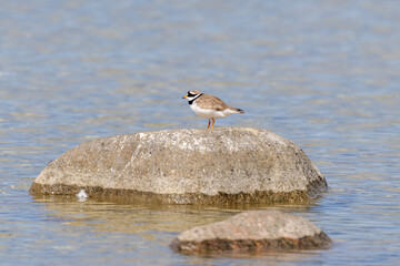 Common ringed plover on a rock